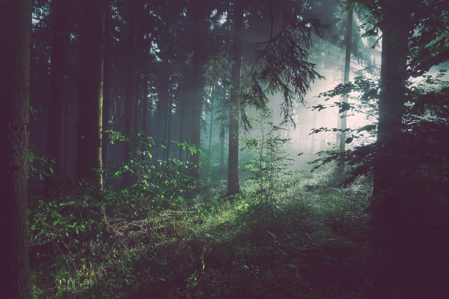 Wie uns Wälder inneren Frieden schenken
