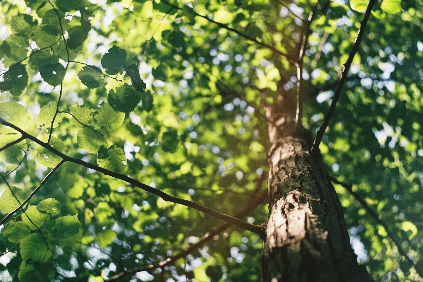 Die Wissenschaft hinter der Heilwirkung der Natur
