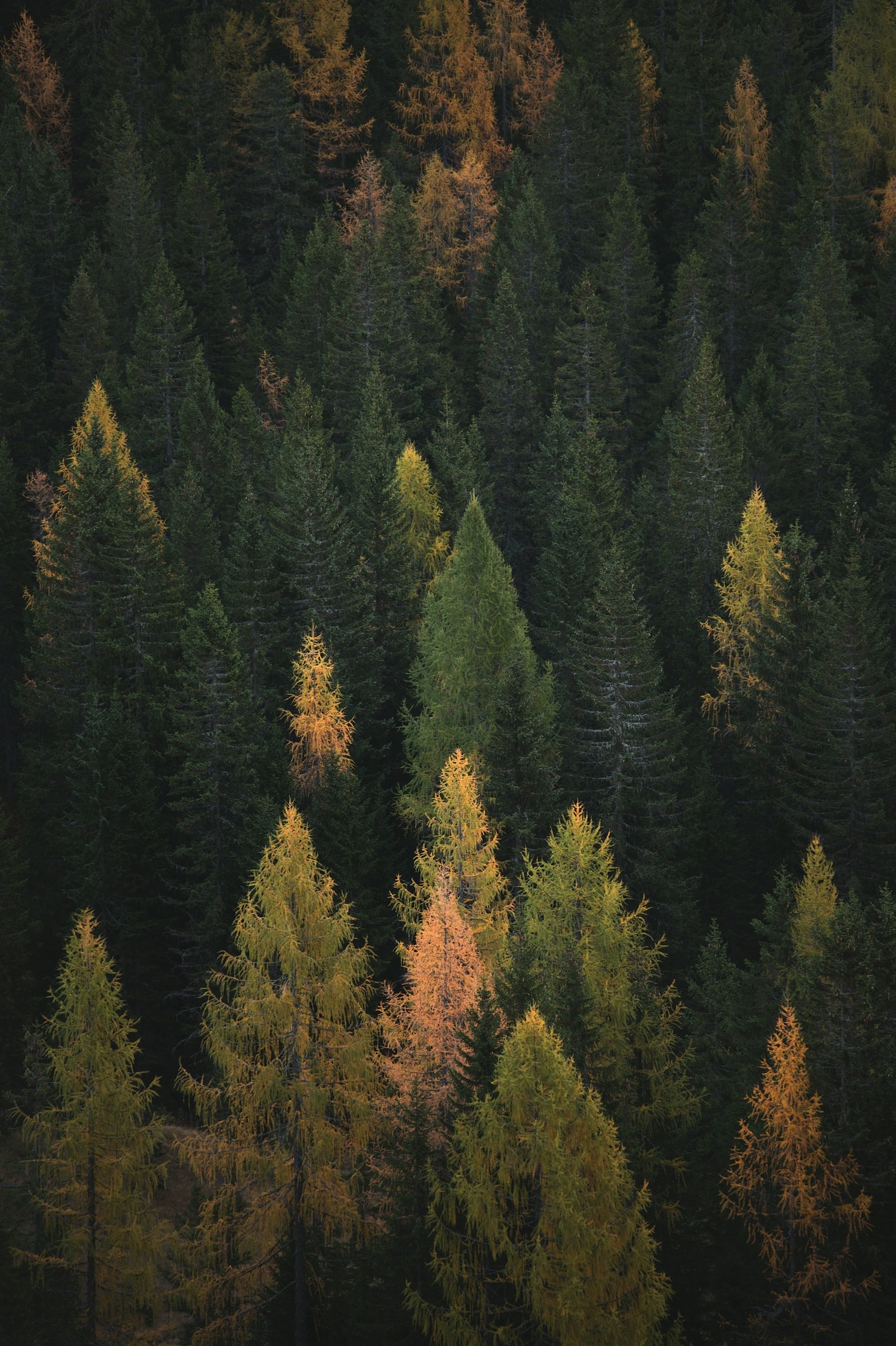 Die Rolle der Natur in unserem Leben
