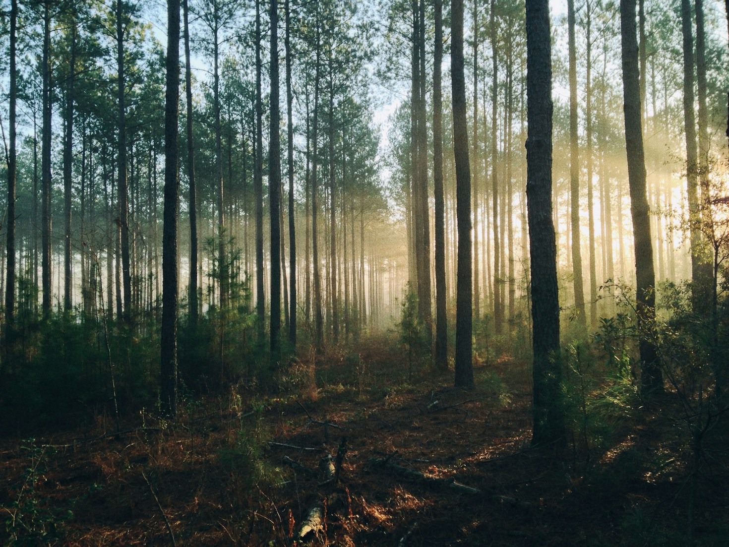 Spirituelle Reisen in die Welt der Wälder