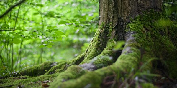 Close-up of a moss-covered tree trunk in a vibrant green forest, showcasing natural beauty.
