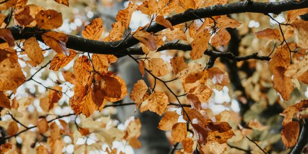 Close-up of orange autumn leaves on tree branches in a peaceful forest.