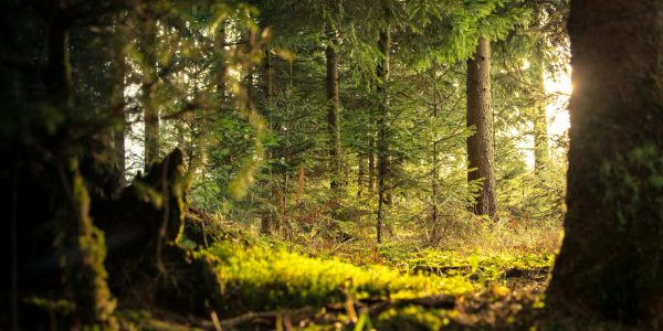 Explore the peaceful coniferous forest of Zagorje ob Savi with sunlight filtering through the trees.